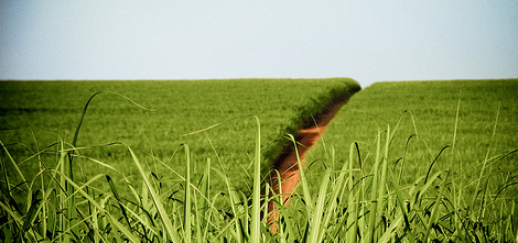   Des plantations brésiliennes afin de produire l'éthanol